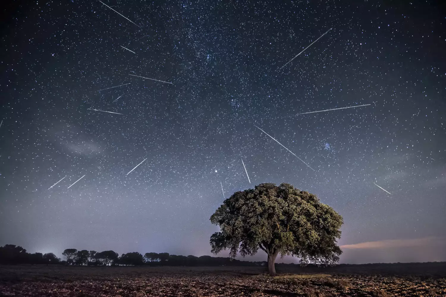 Meteor shower over a tree
