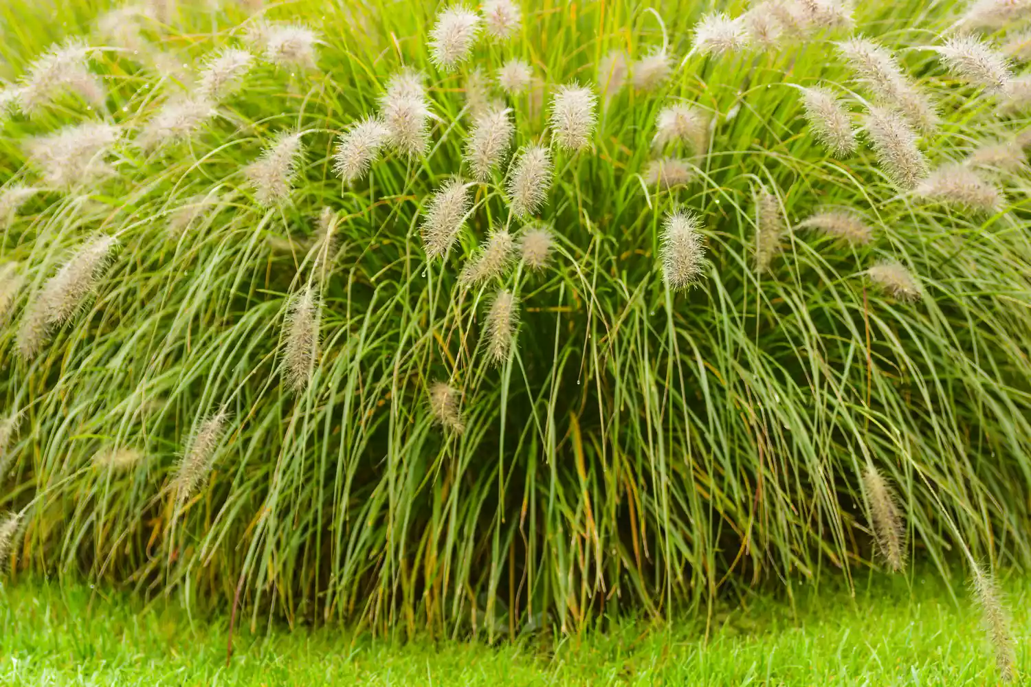 Dwarf Bunny Fountain Grass