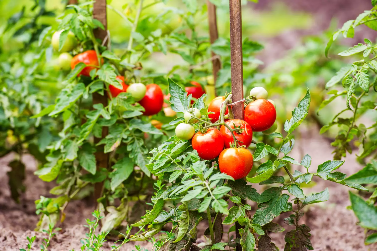Tomato plants growing in garden