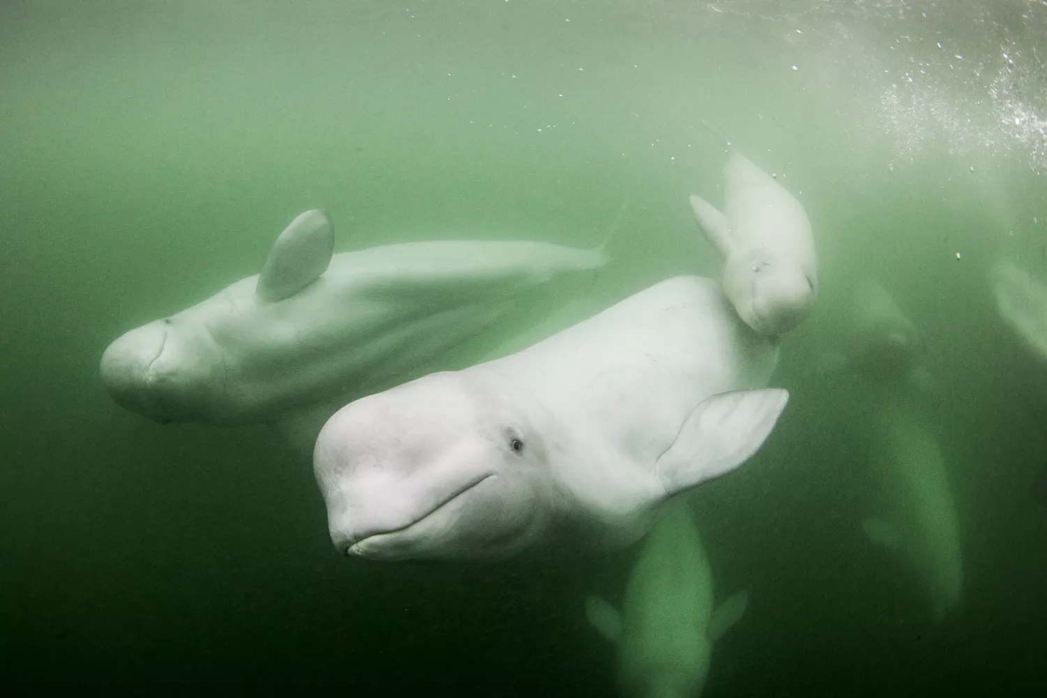 Live Cameras Are Tracking Thousands of Migrating Beluga Whales—and We Can’t Look Away From the Adorable Footage