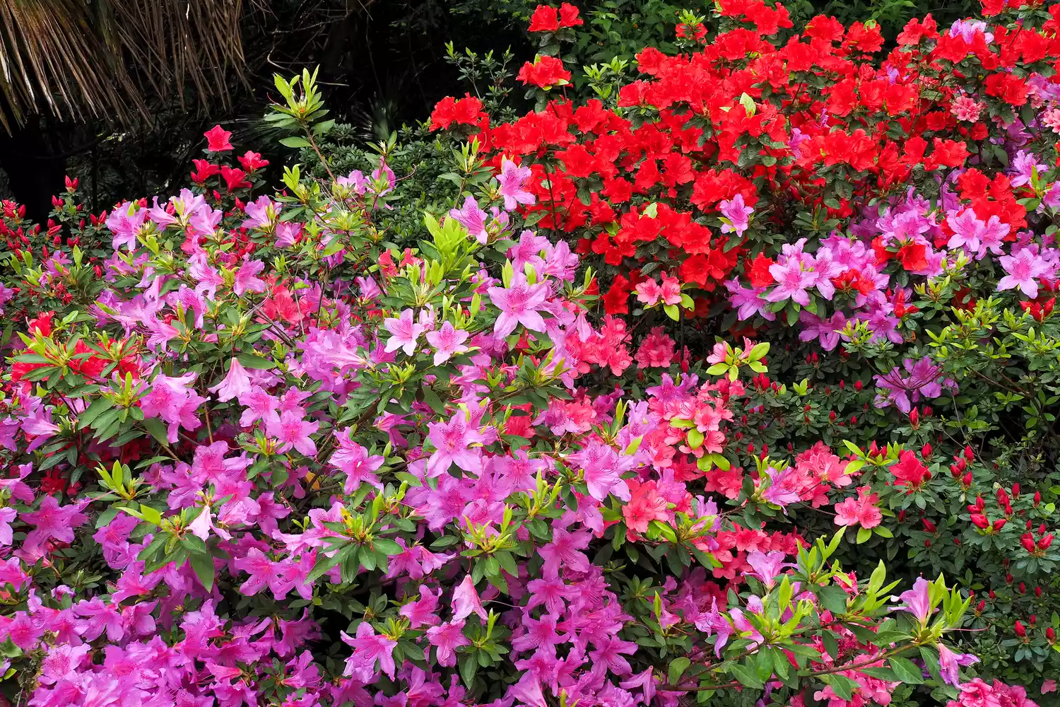 Purple, Red and Pink Azaleas