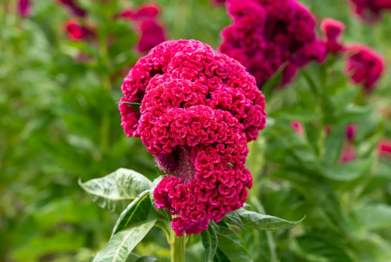 ​​How to Grow and Care for a Celosia Plant