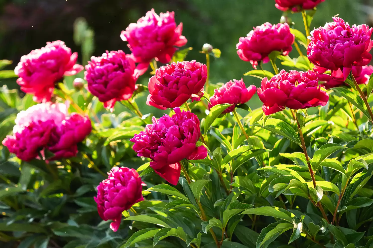 How to Grow and Care for Peonies to Ensure Beautiful Blooms Year After Year