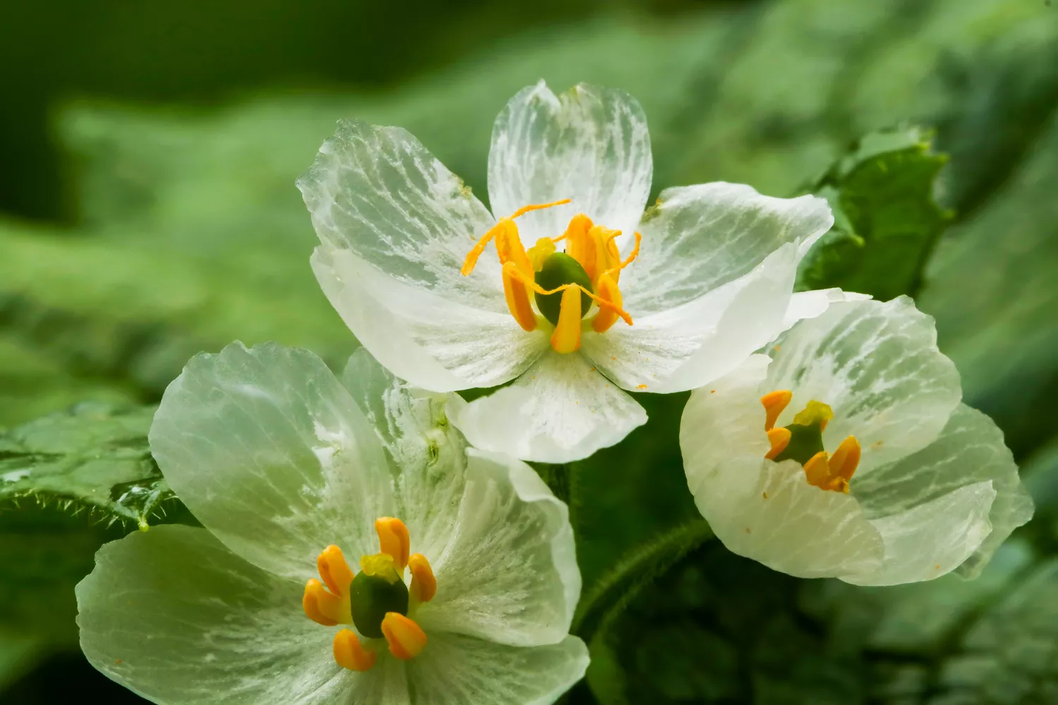 Skeleton Flowers Turn Clear When It Rains—Here’s How to Grow and Care for This Unusual Perennial