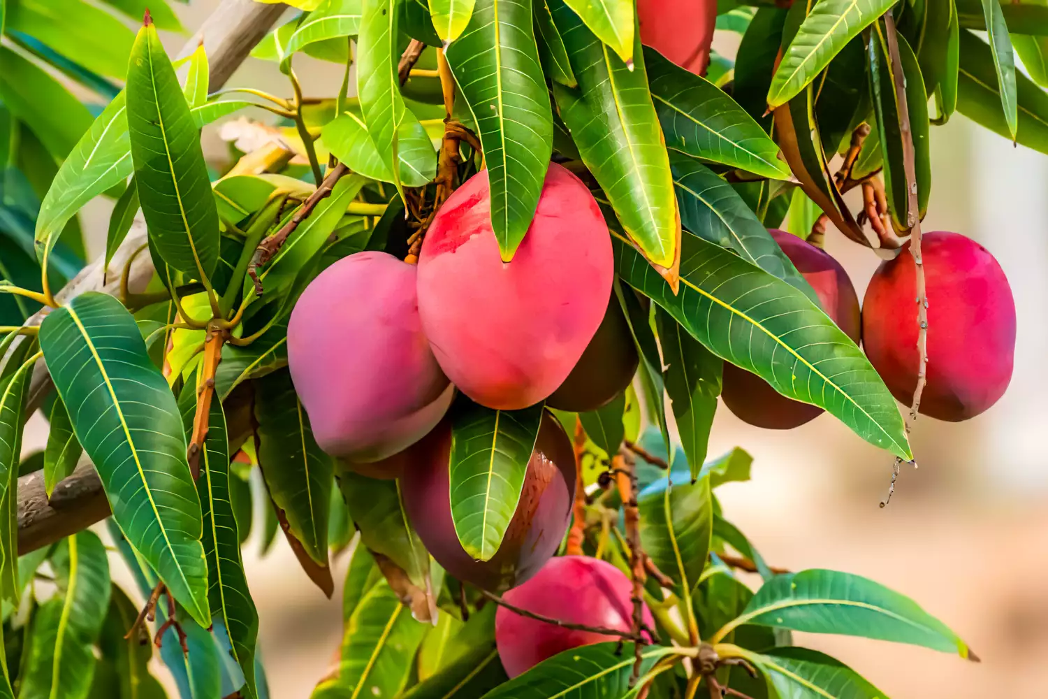Your Complete Guide to Growing Mangoes, From Seed to Tree