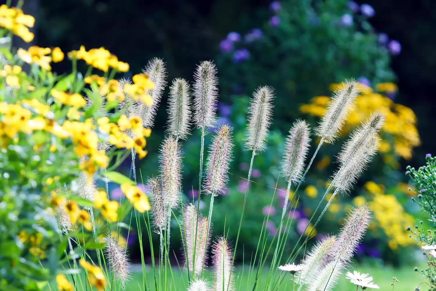 Fountain Grass in Garden