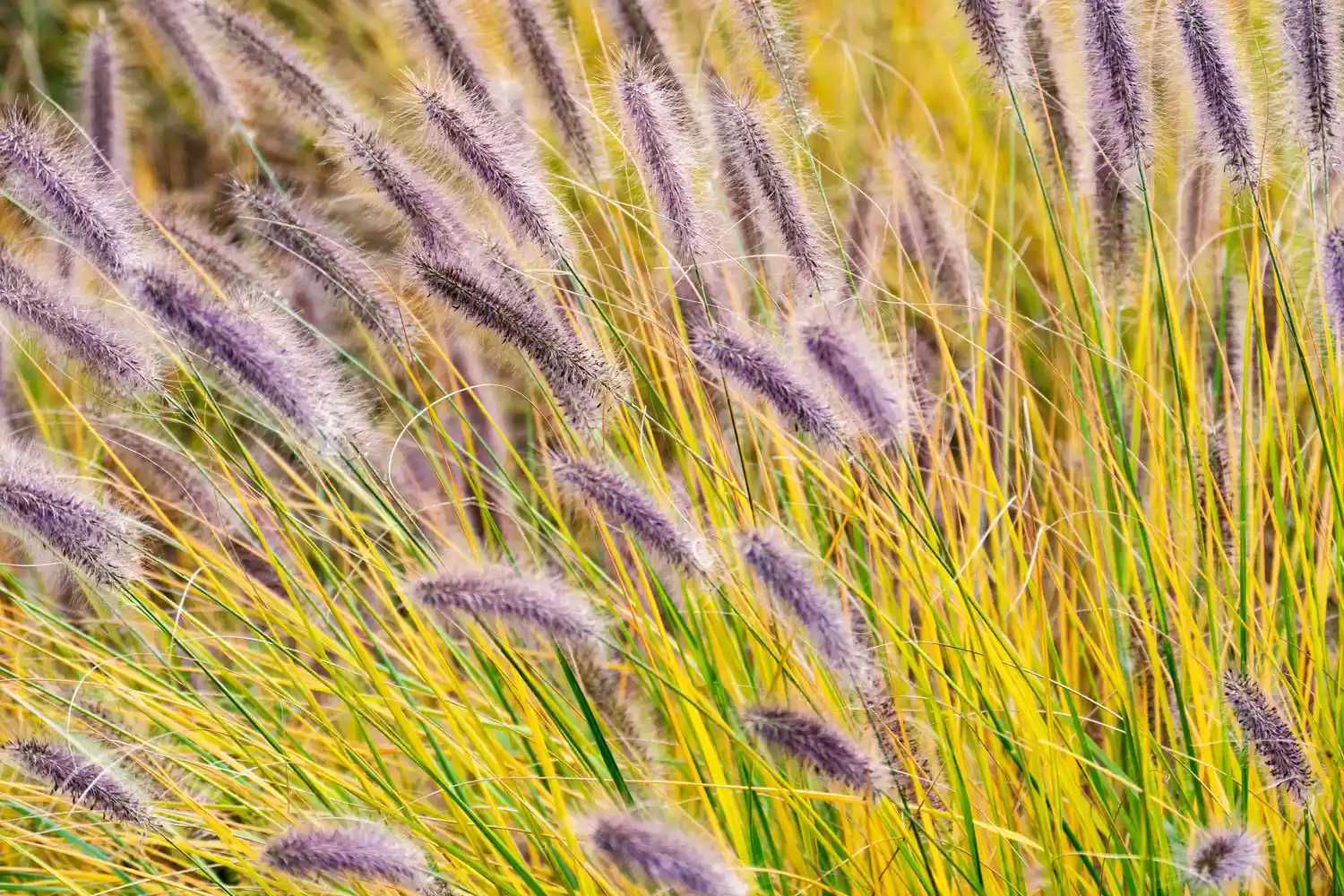 Prairie Winds Fountain Grass