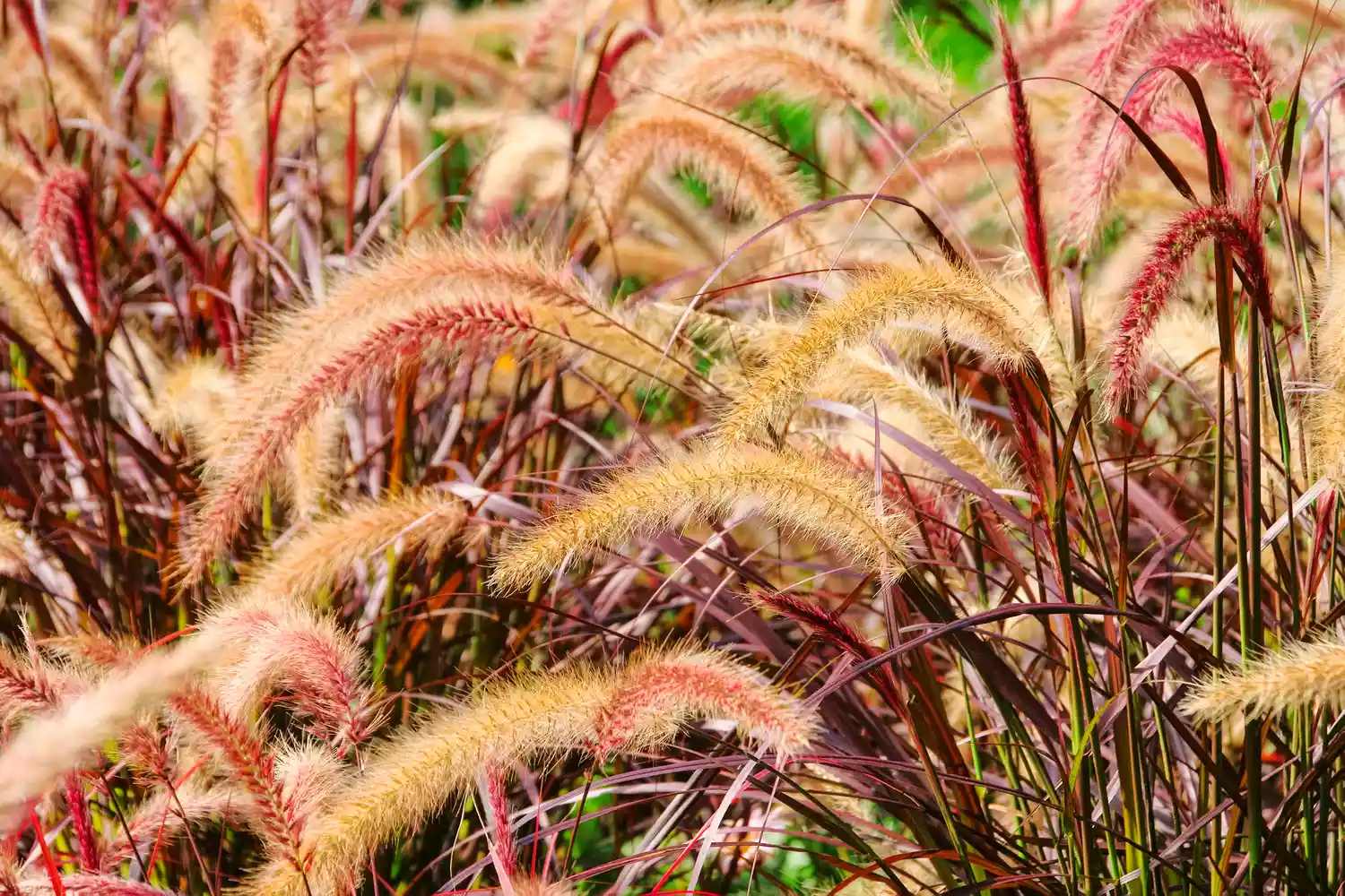 Red Head Fountain Grass