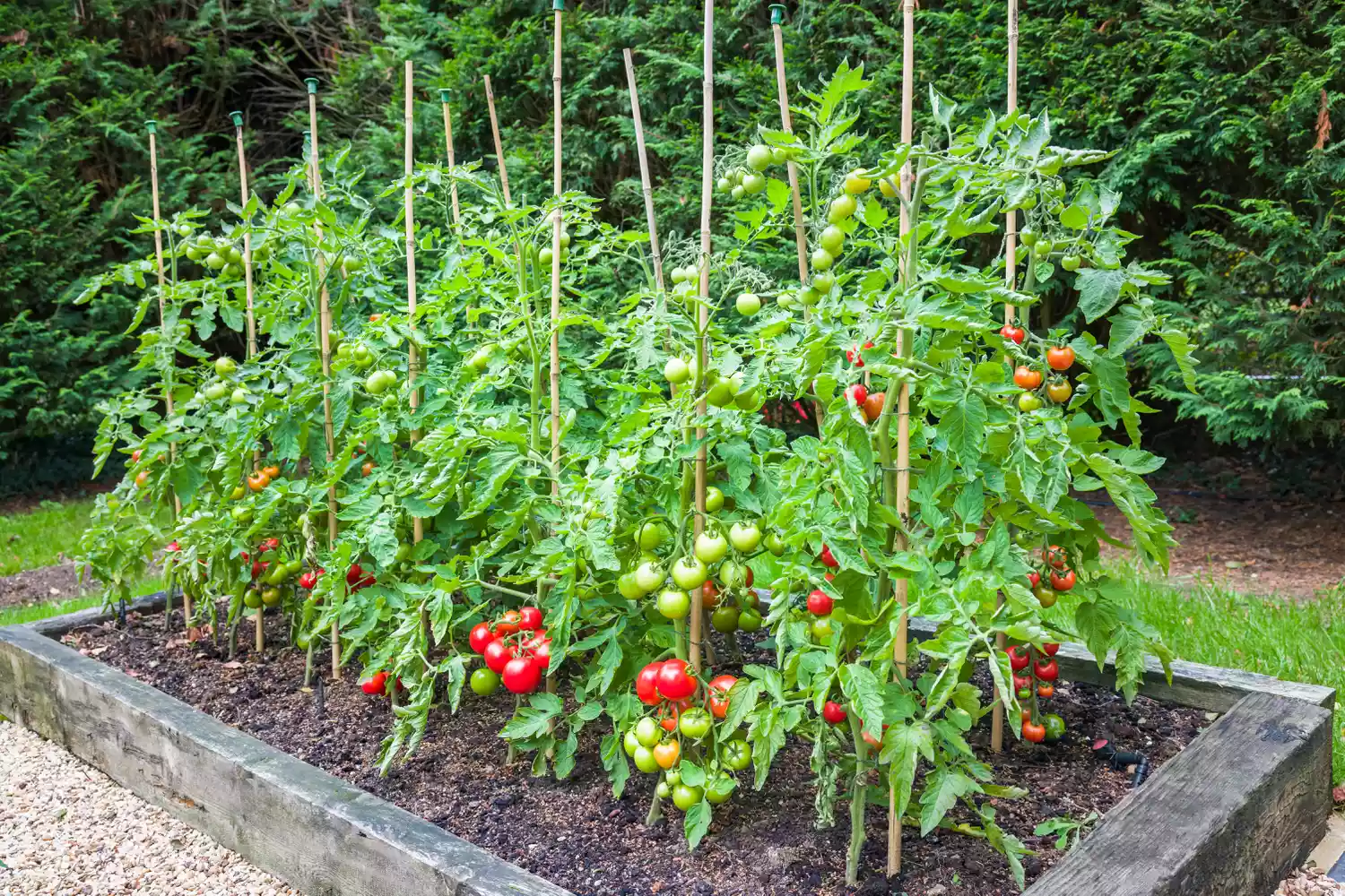 Tomato plants in raised garden bed