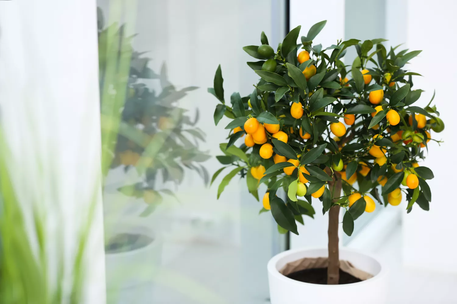 Potted citrus kumquat tree indoors