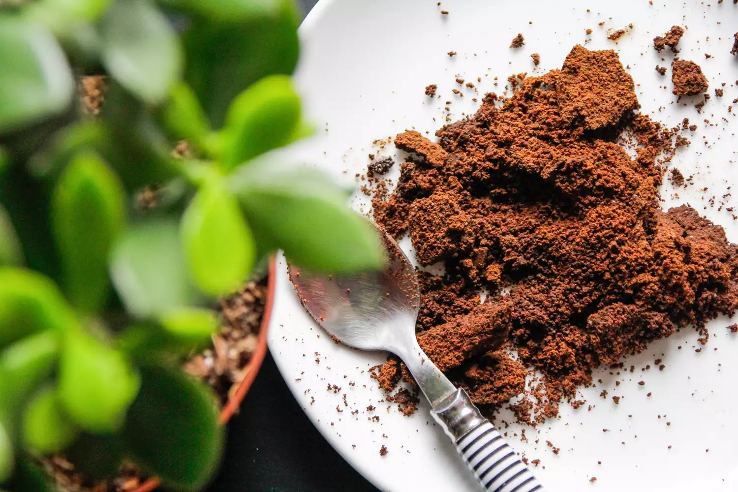 Can Coffee Really Improve Your Plants’ Health? Experts Weigh In