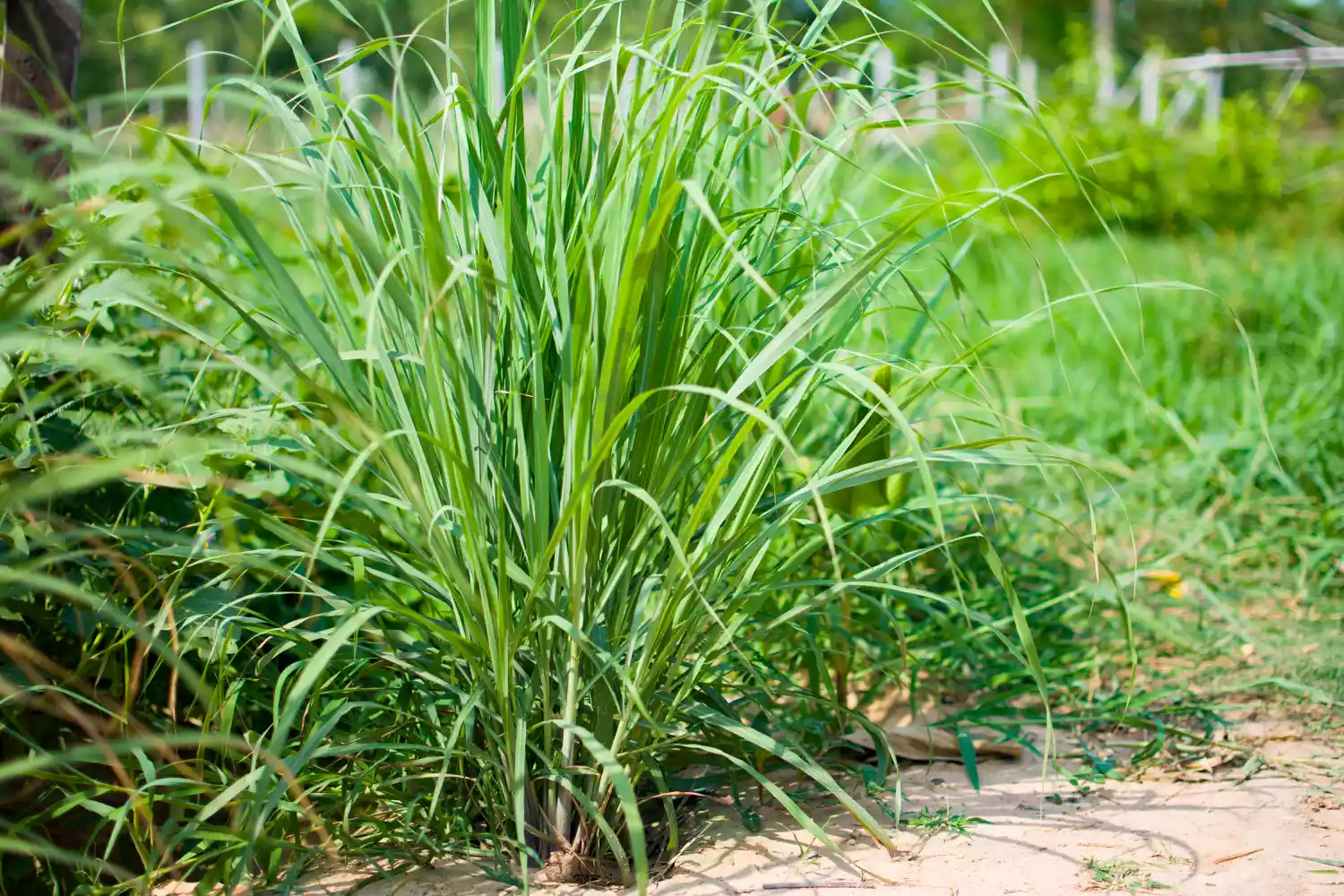 How to Grow and Care for a Lemongrass Plant