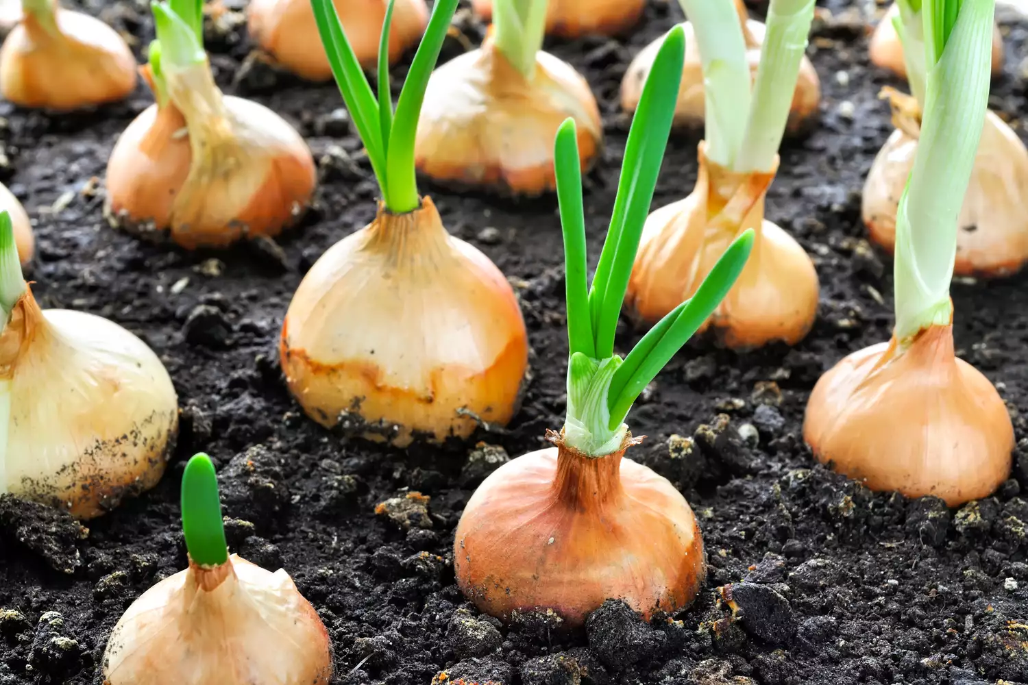 Onions in garden