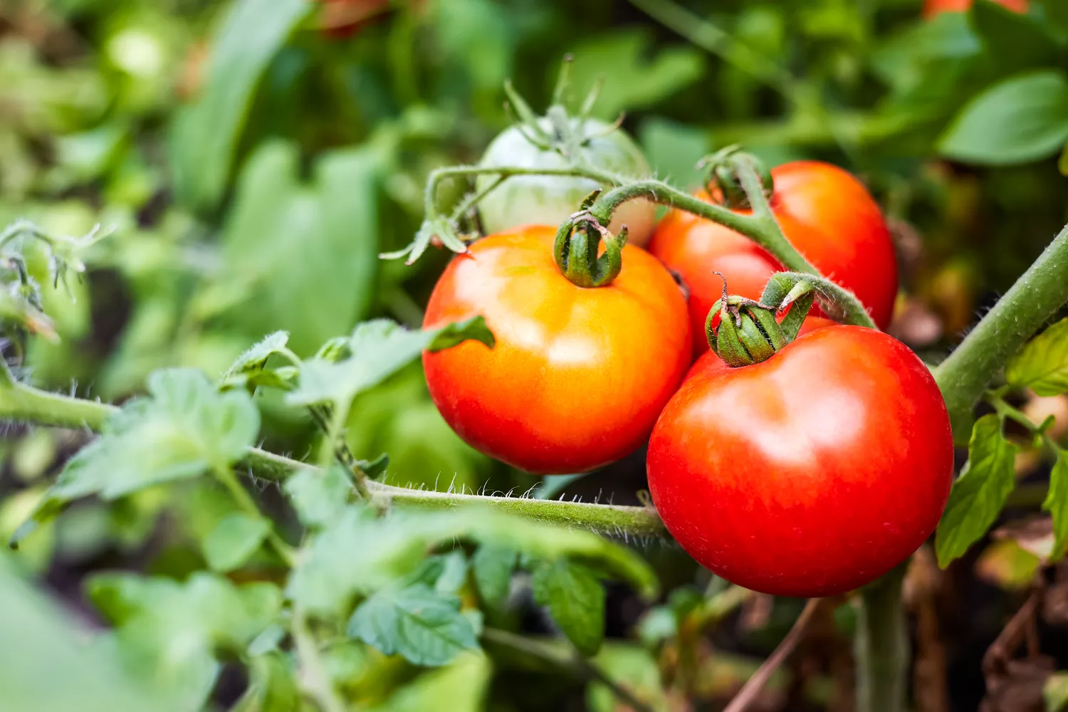 Tomatoes in garden 
