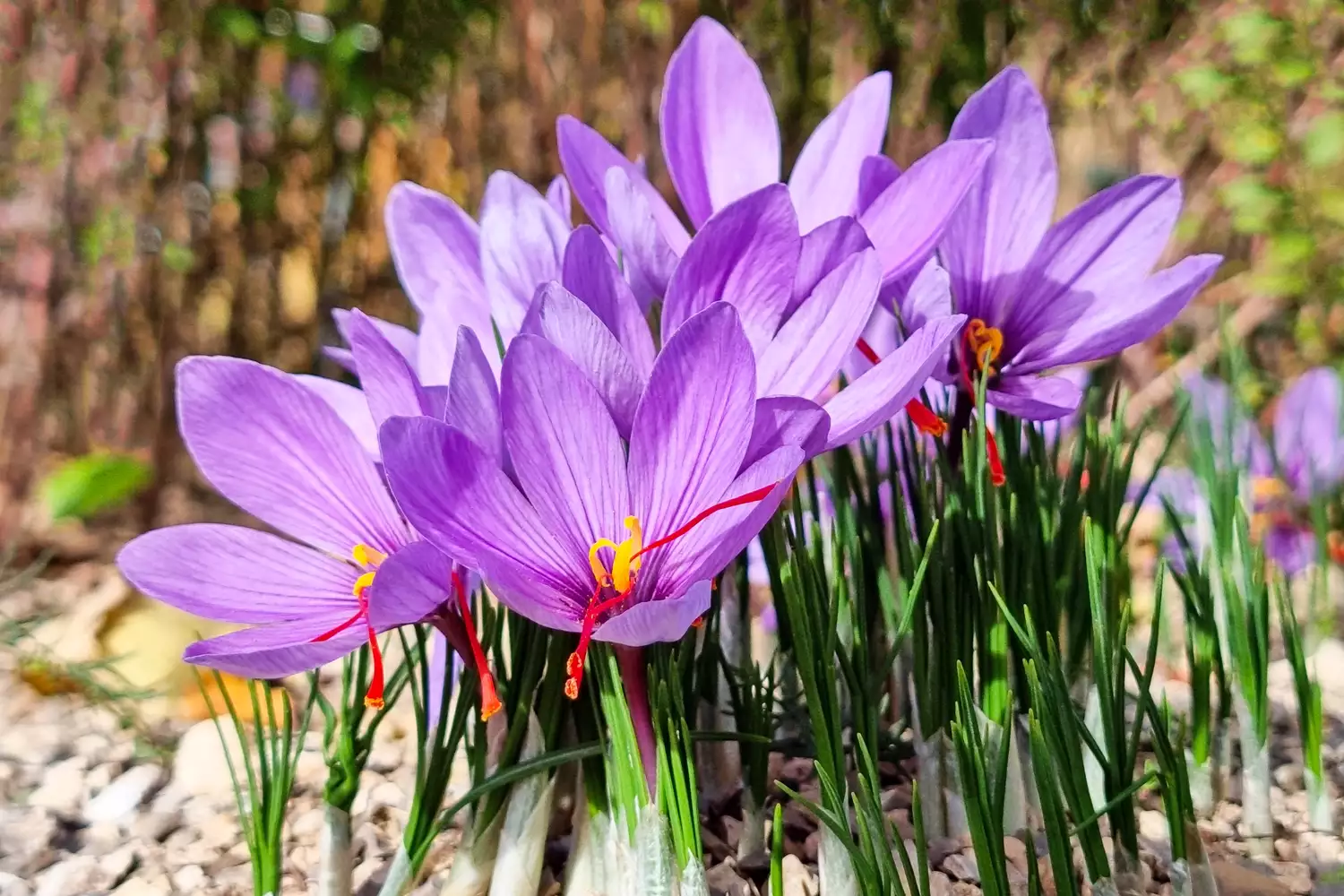 Saffron flowers or Crocus sativus